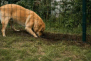Chien qui creuse pour passer sous un grillage