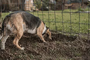 Chien de chasse qui creuse devant un grillage