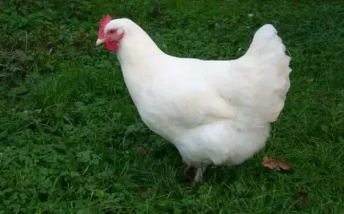 Grillage souple : La poule gâtinaise