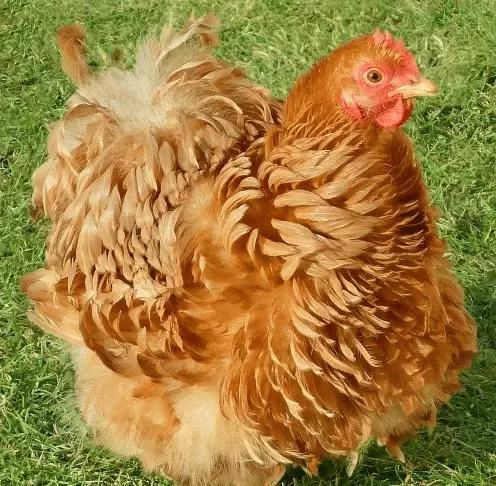 Grillage souple : La poule Pékin