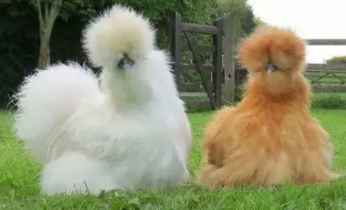 Grillage souple : La poule de soie