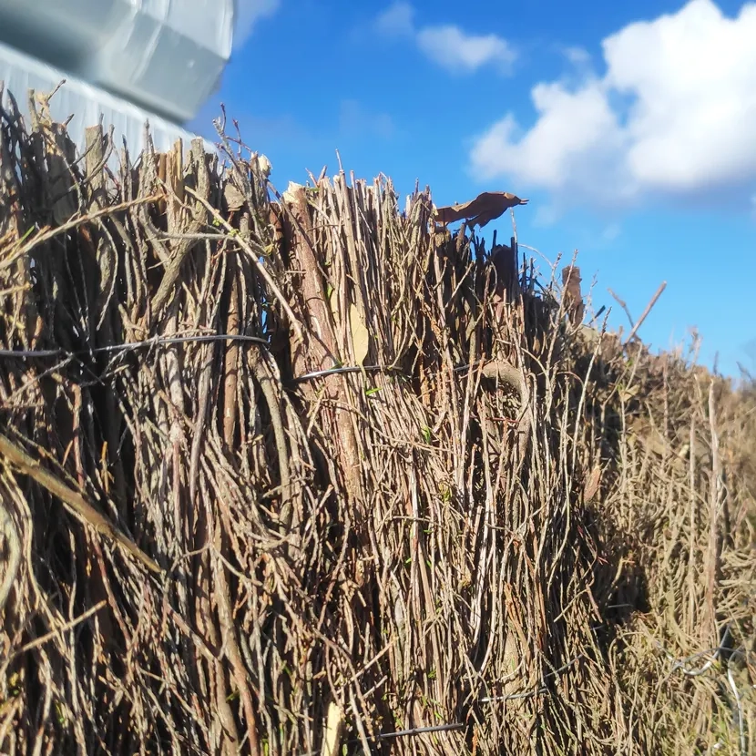 Brande de bruyère détail